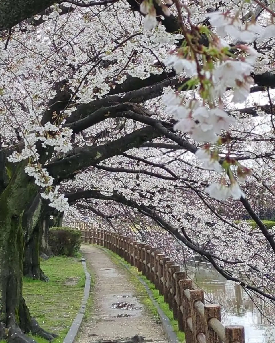🌳 히다카 종합공원 (日高総合公園) 이미지 6